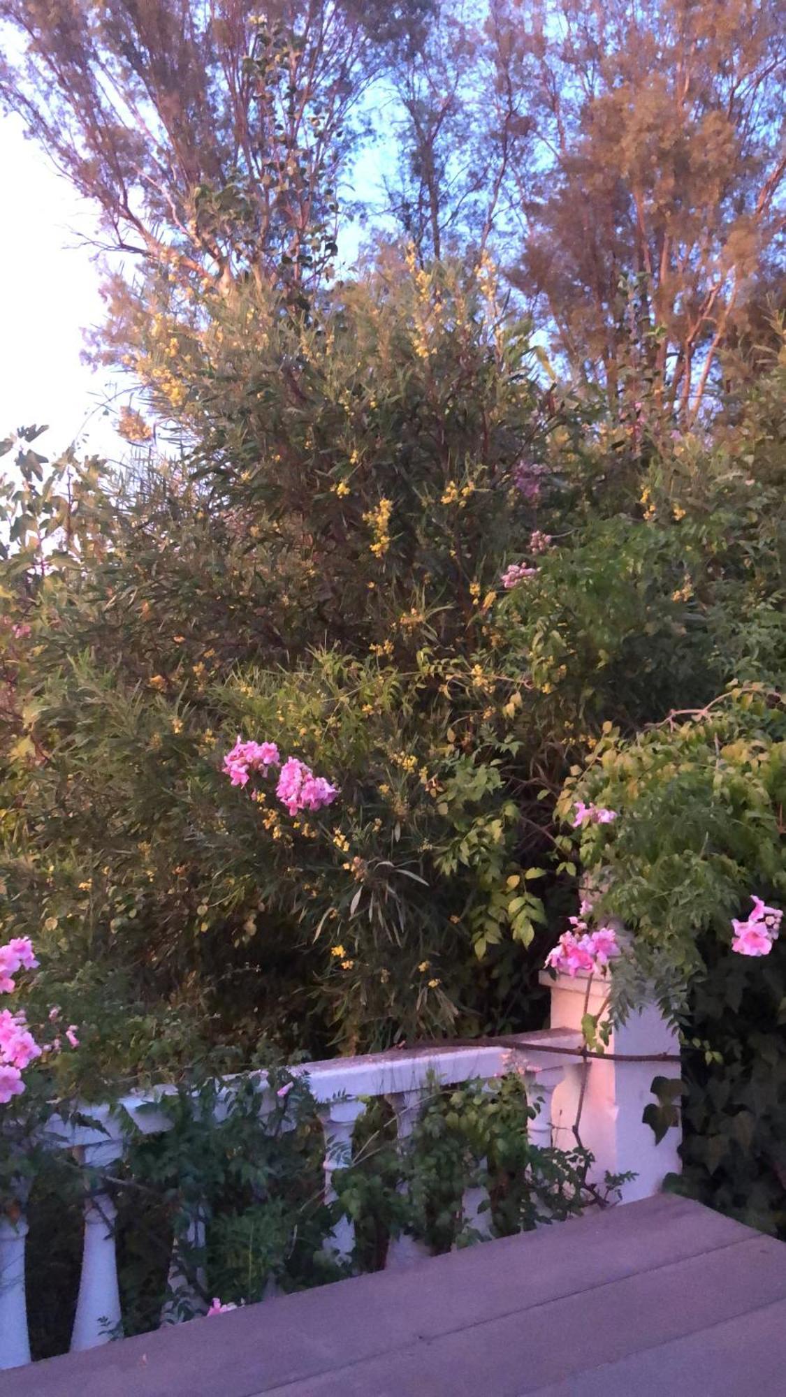 Finca El Rio,, La Casita One Of 2 Self Catering Studios. Pool And Hydrotherapy Jacuzzi Málaga Exteriör bild